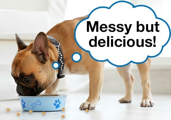 French Bulldog making a mess while he eats kibble from dog bowl.