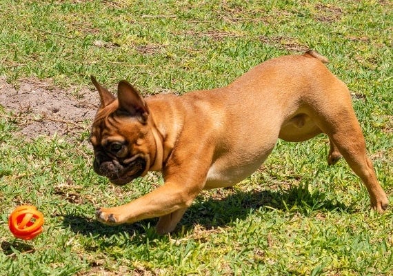French Bulldog playing fetch with Chuckit! Breathe right tennis ball