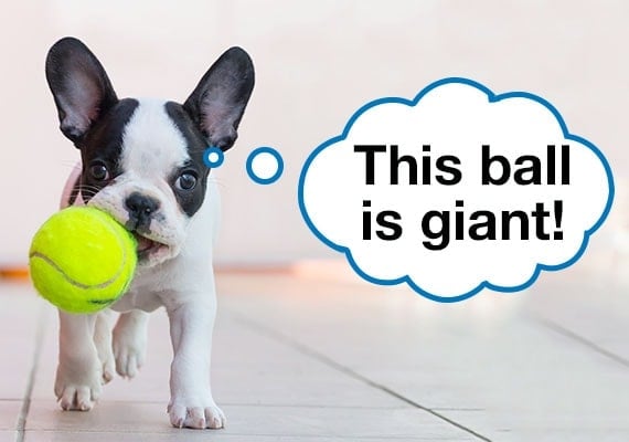 French Bulldog puppy carrying tennis ball in mouth