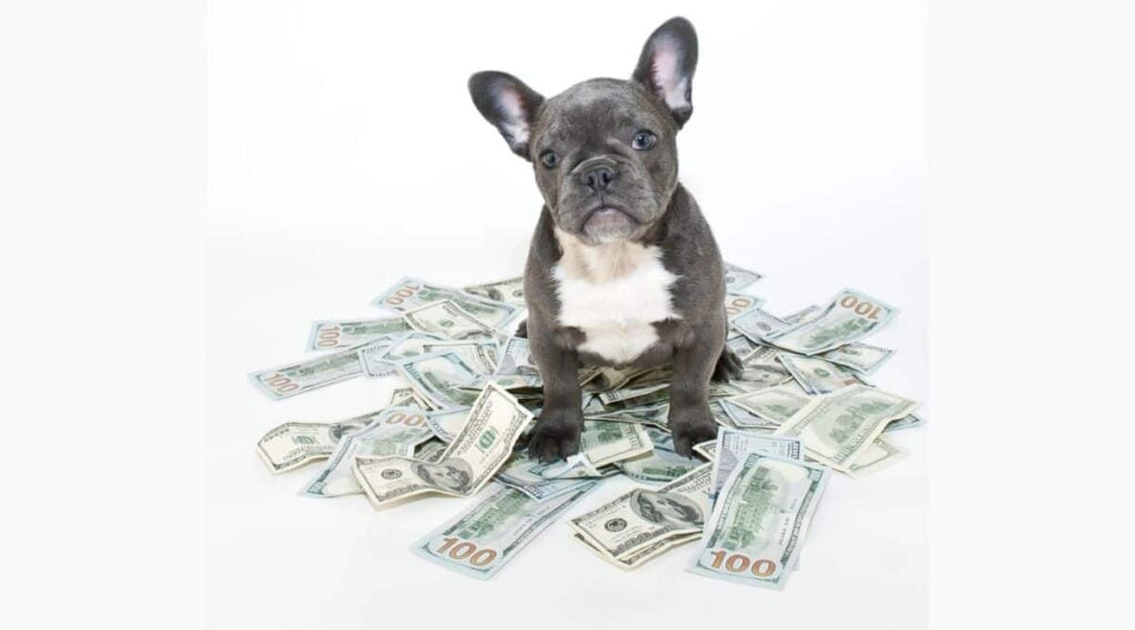French Bulldog puppy sitting in the middle of a pile of hundred dollar bills.