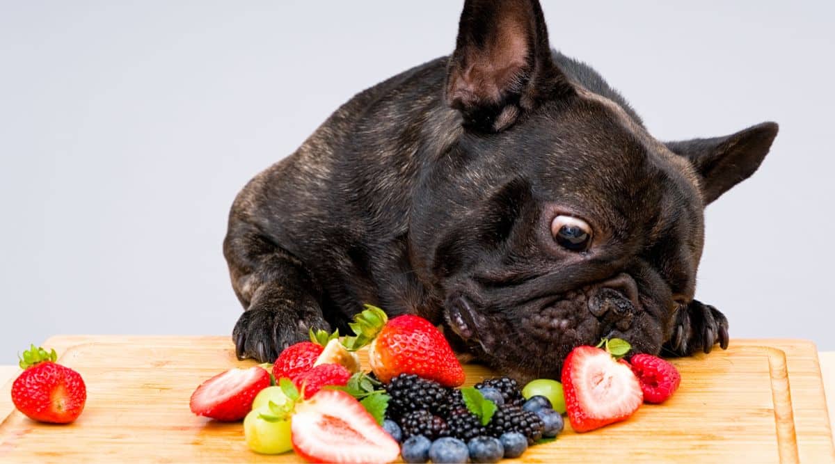 French bulldog ready to eat fresh berries off a cutting board
