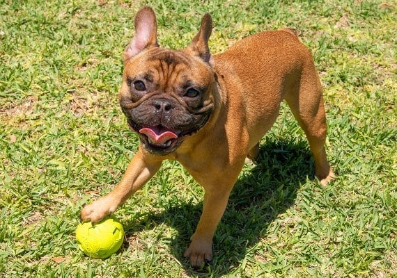 French Bulldog with her paw on small Nerf Squeaky soccer ball dog toy