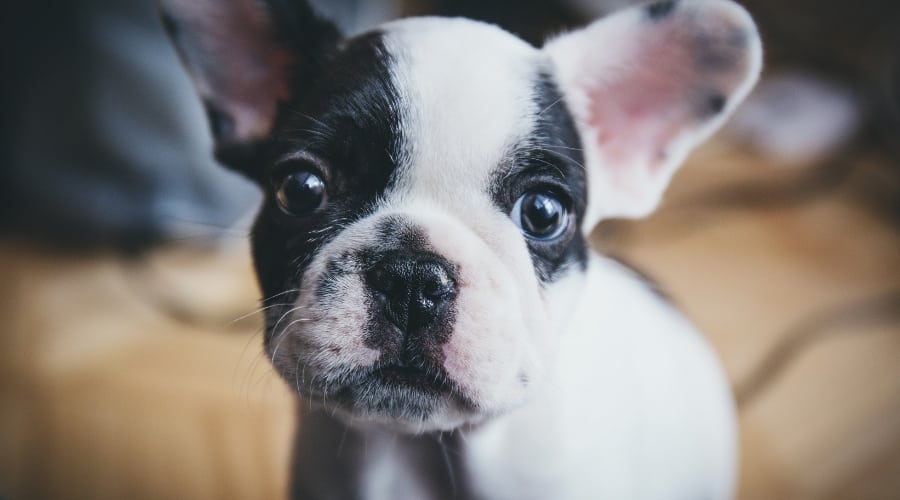 Frenchie puppy.