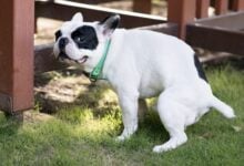Frenchie taking a poop and looking up at owner