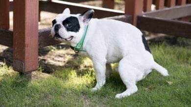 Frenchie taking a poop and looking up at owner