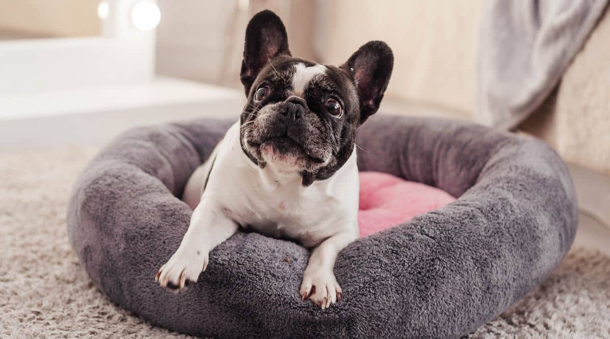 Best Dog Beds For French Bulldogs Canine Journal