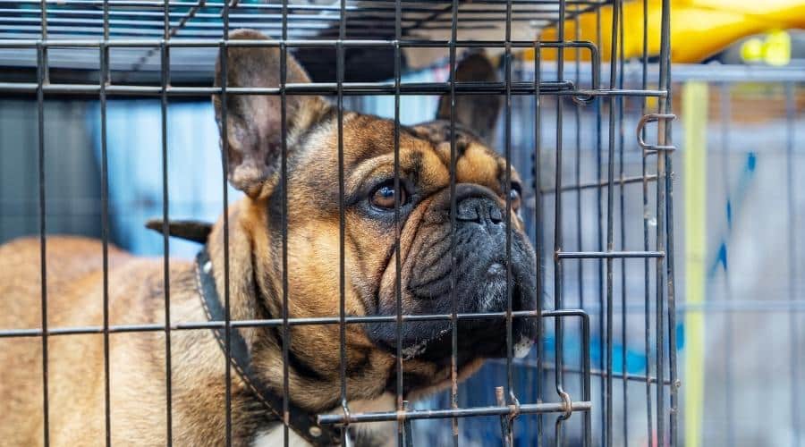 Frenchie in crate