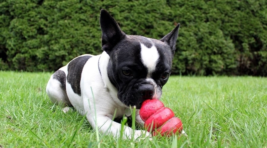 Frenchie with Kong