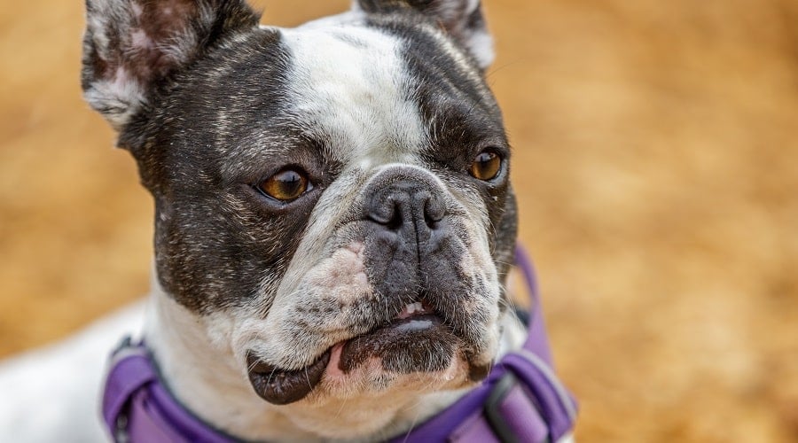 Frenchton