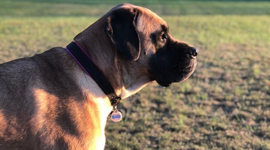 Freyja American Mastiff Outside