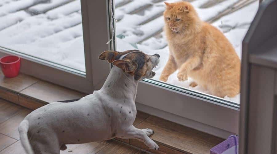 Frightened cat defends and attacks, the red kitten arches its back in fear of the dog, on the other side of the glass door of the terrace
