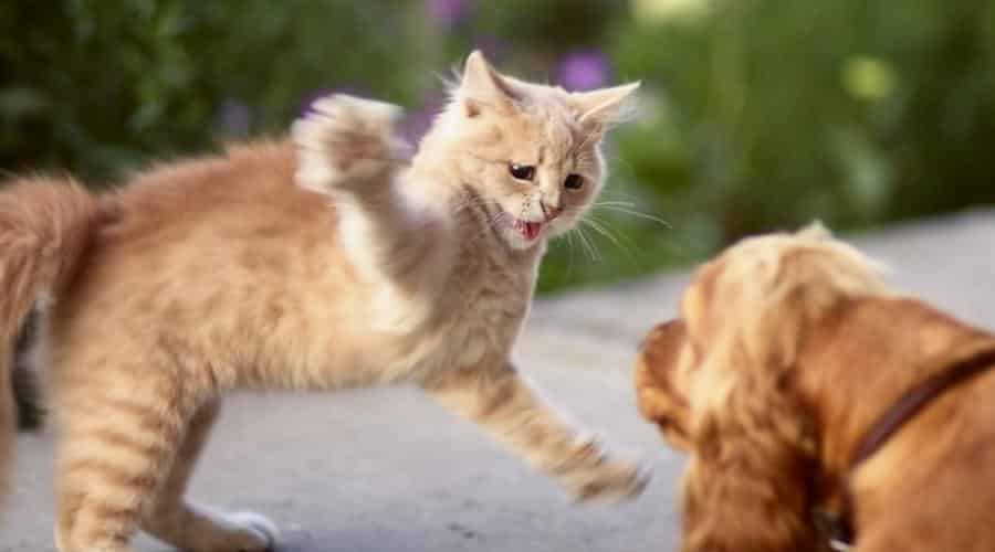 Frightened cat defends itself and attacking dog walking outdoors