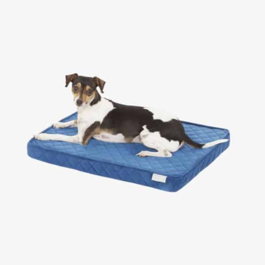 Best Dog Beds For Yorkies Couch, Mattress, Elevated & More Canine