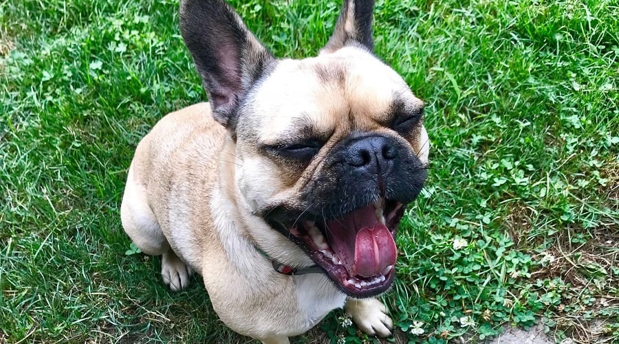 Frug Mix