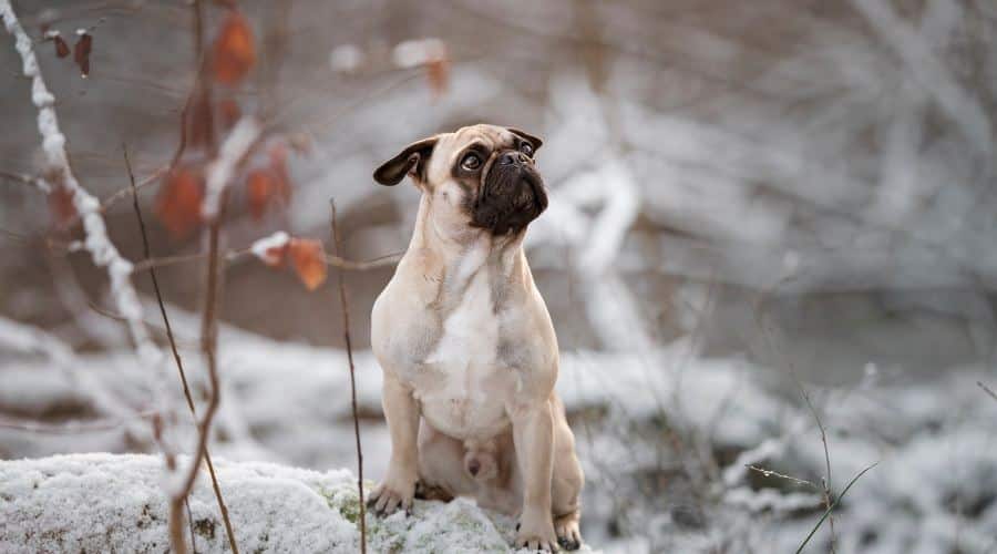 Frug Mix