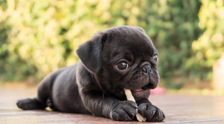 Frug Puppy Dog