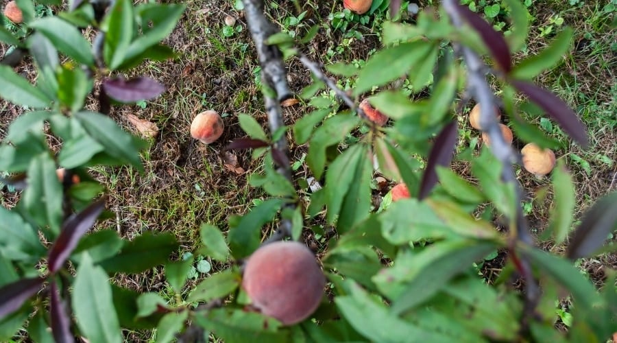 Fruit Tree With Fallen Fruit on the Ground