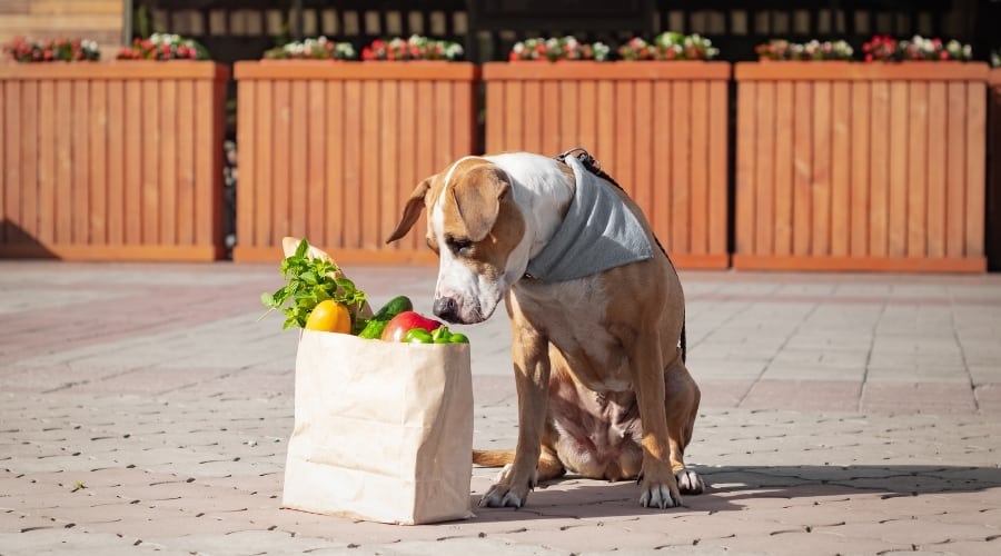 Dog looking at a brown bag of vegetables.