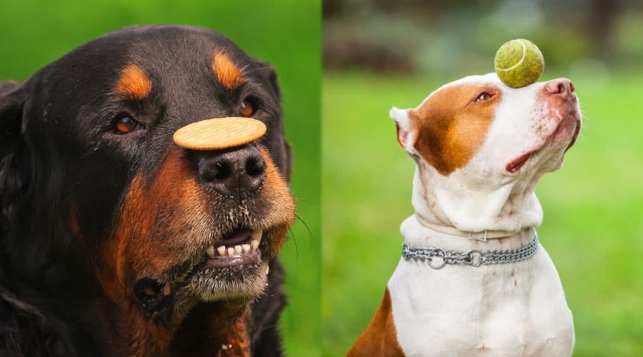 Funny Dogs With Items on Their Heads
