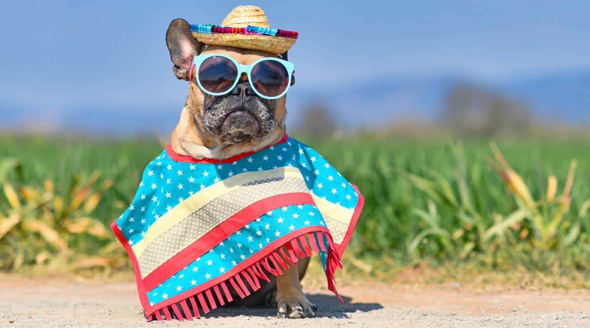 Funny French Bulldog dog dressed up with sunglasses, a colorful straw hat and poncho gown in front of blurry meadow in summer