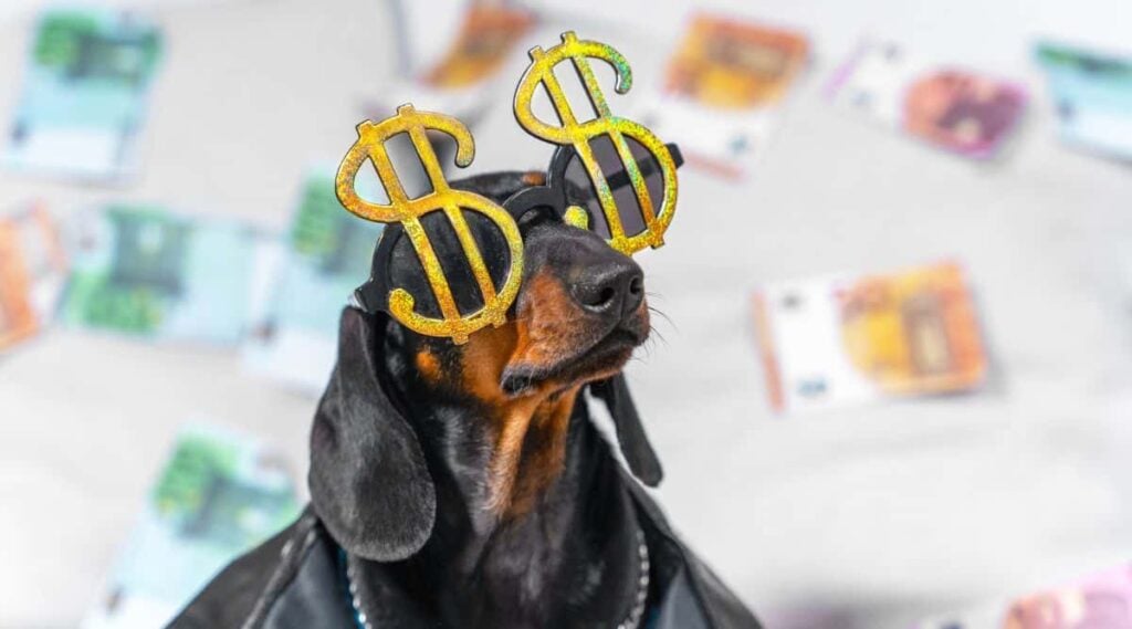 Funny dachshund puppy in a cool leather jacket and with dollar-shaped glasses sits and boldly looks up