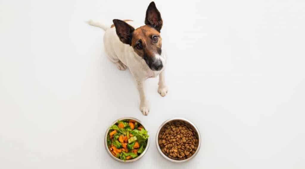 Victor Dog Food vs. Diamond How Do They Compare? Canine Journal