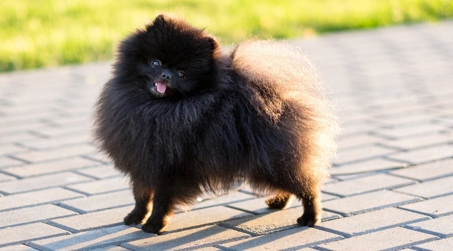 Furry Black Dog on TIles