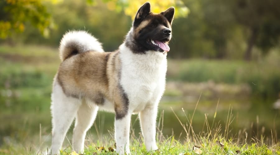 Furry Dog Outside in Grass
