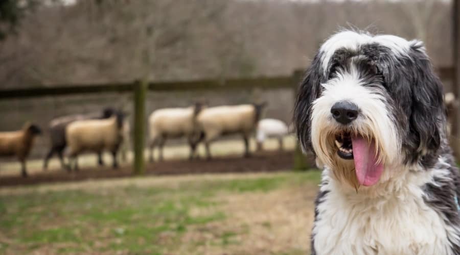 Furry Dog With Its Tongue Out With flock in Background