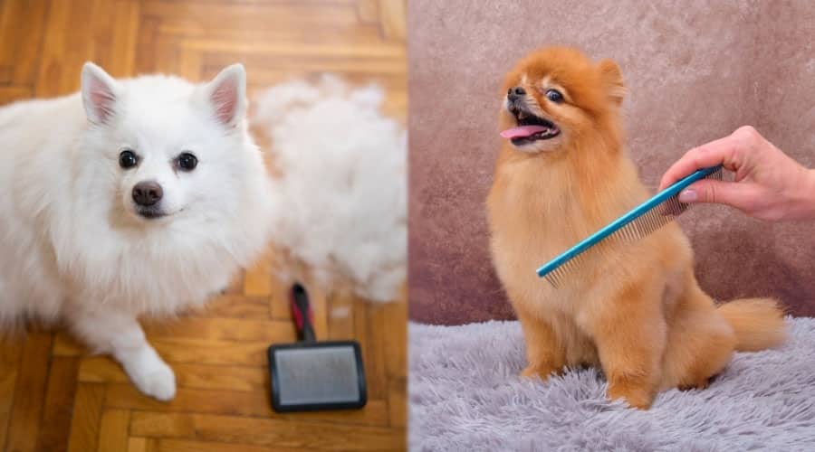 Furry Dogs Being Brushed
