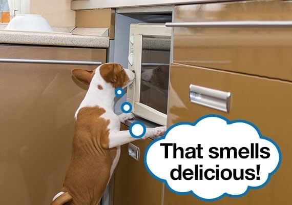 Fussy dog waiting while his meal is being heated in the microwave with speech bubble that says