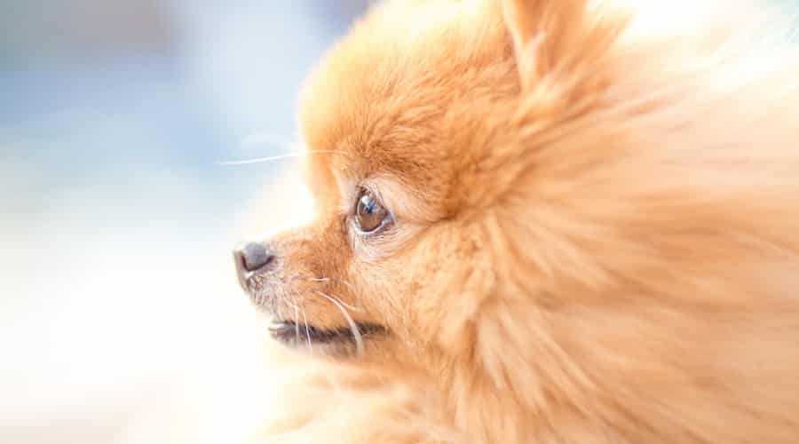 Fuzzy Pomeranian