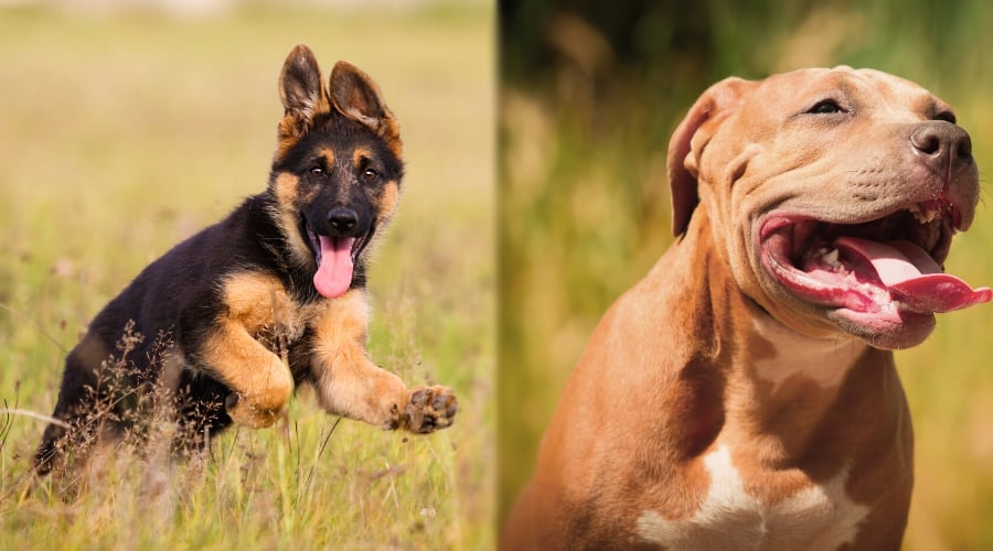 GSD ABPT Exercise Comparison