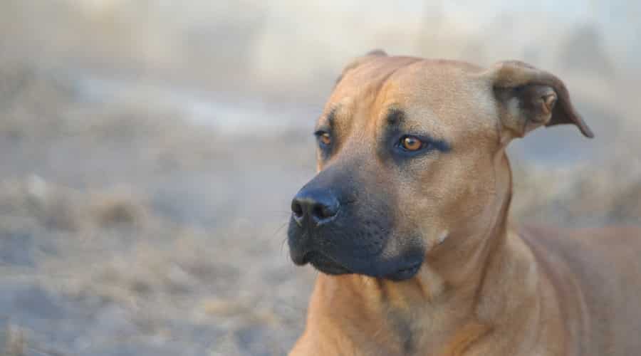 GSD Pit mix resting