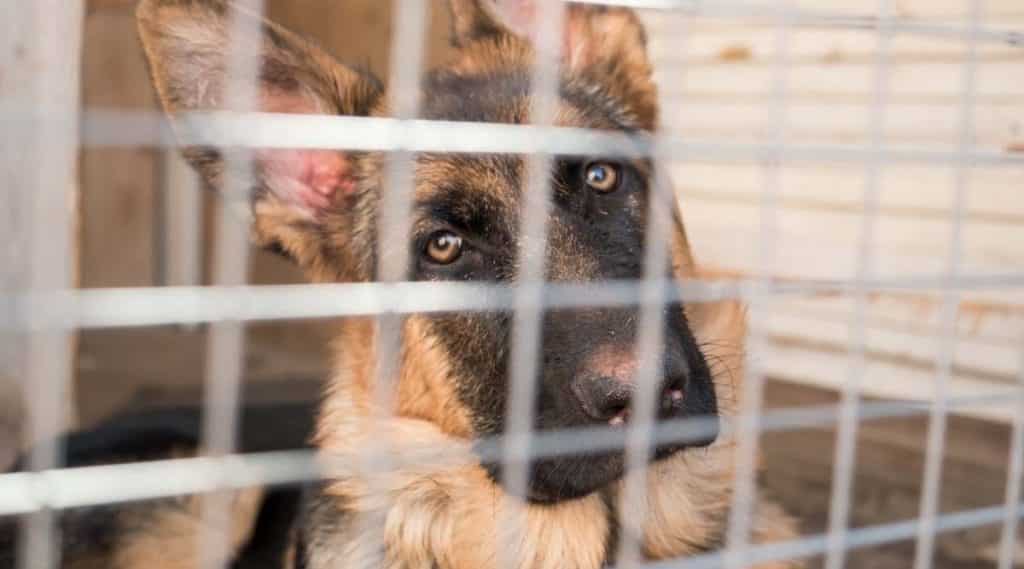 Best Dog Crates For German Shepherds Kennel Types & Sizes Canine Journal