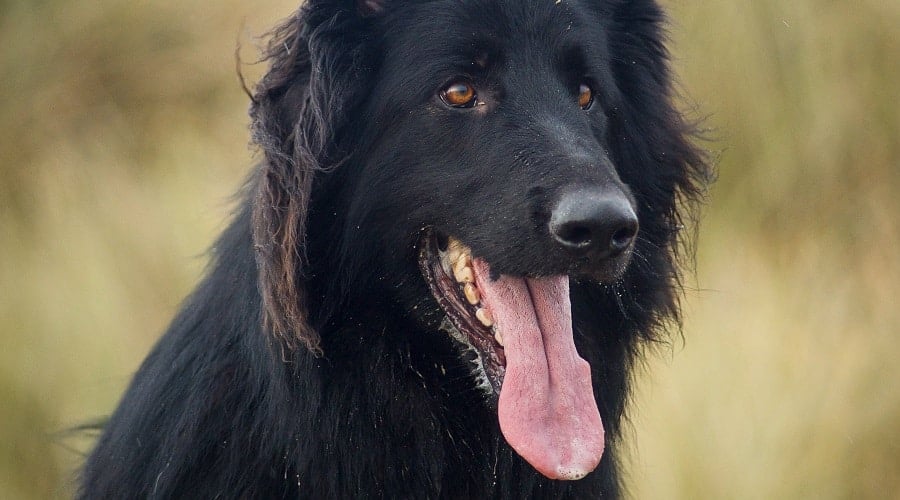 GSD with Long Black Coat
