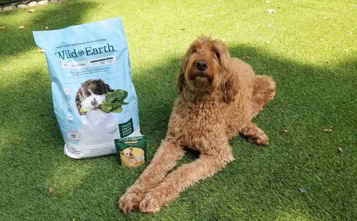 Gary labdoodle laying next to wild earth dog food and treats in a yard outside