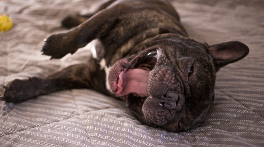 Gassy French Bulldog