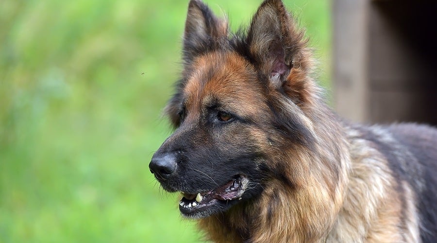 Geman Shepherd Dog Staring