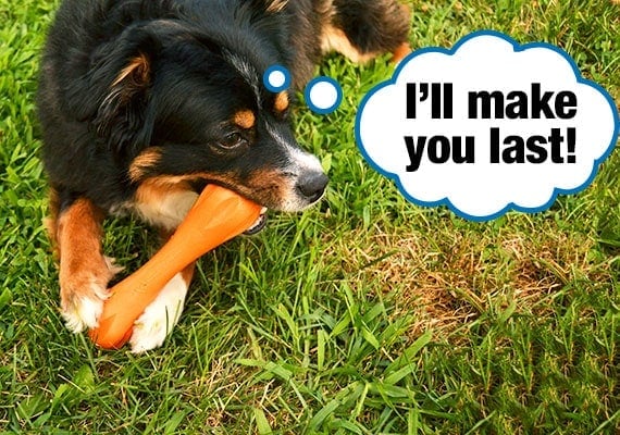 Gentle dog softly chewing on orange bone shaped chew toy