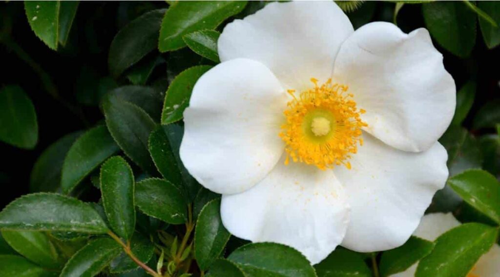 Cherokee Rose