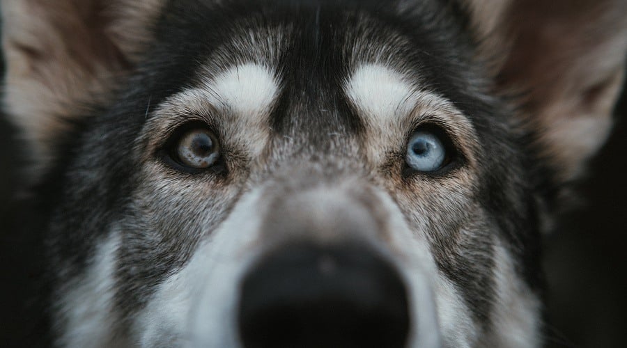 Dog eyes up close.