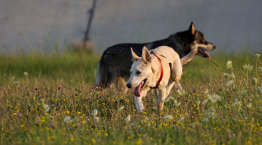 Gerberian Shepsky Puppy Dogs