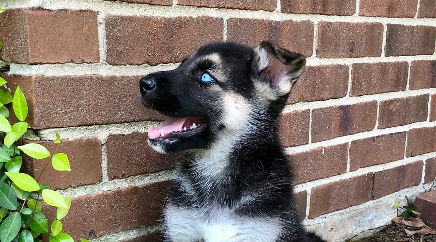 Gerberian Shepsky