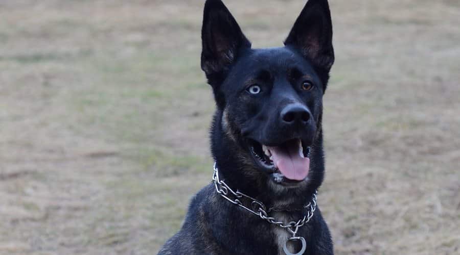 Gerbian Shepsky Sitting in a Field