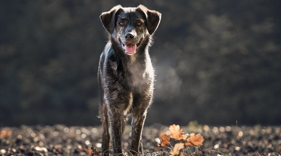 German Aussie Mix
