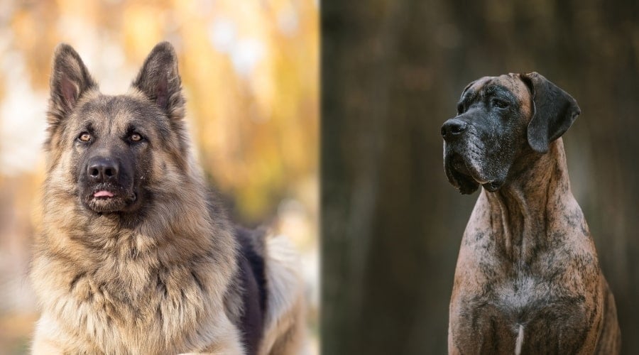 German Dogs in Training