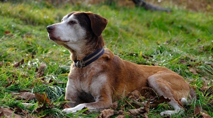 German Hund Pointer