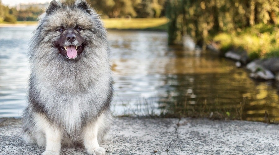 German Keeshond sitting outside in front of water