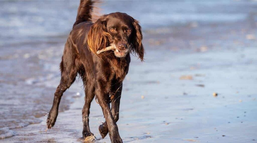 German Longhaired Pointer at the beach